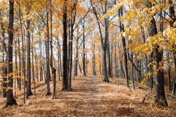 Autumn trees with yellow leaves