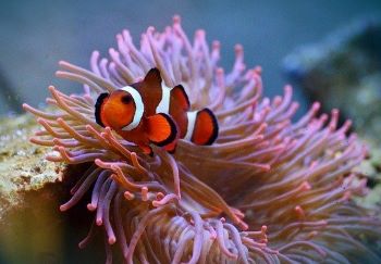 Clownfish and anemone