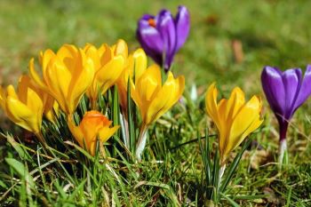 Crocus flowers in bloom
