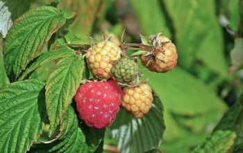 Raspberries ripening on the vine