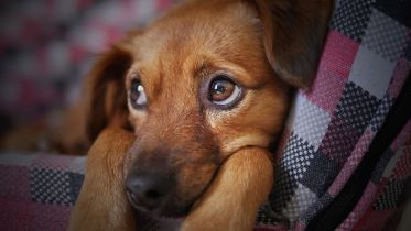 Dog looking longingly from beneath blankets