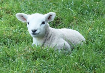 Lamb sitting in grass