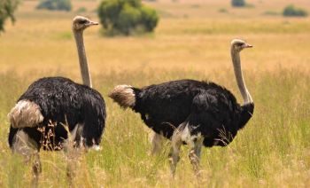 Two ostriches in a field
