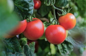 Tomatoes on the vine