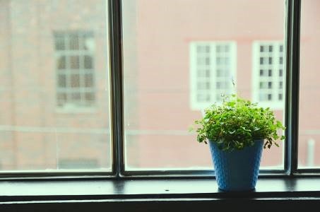 House plant by a window